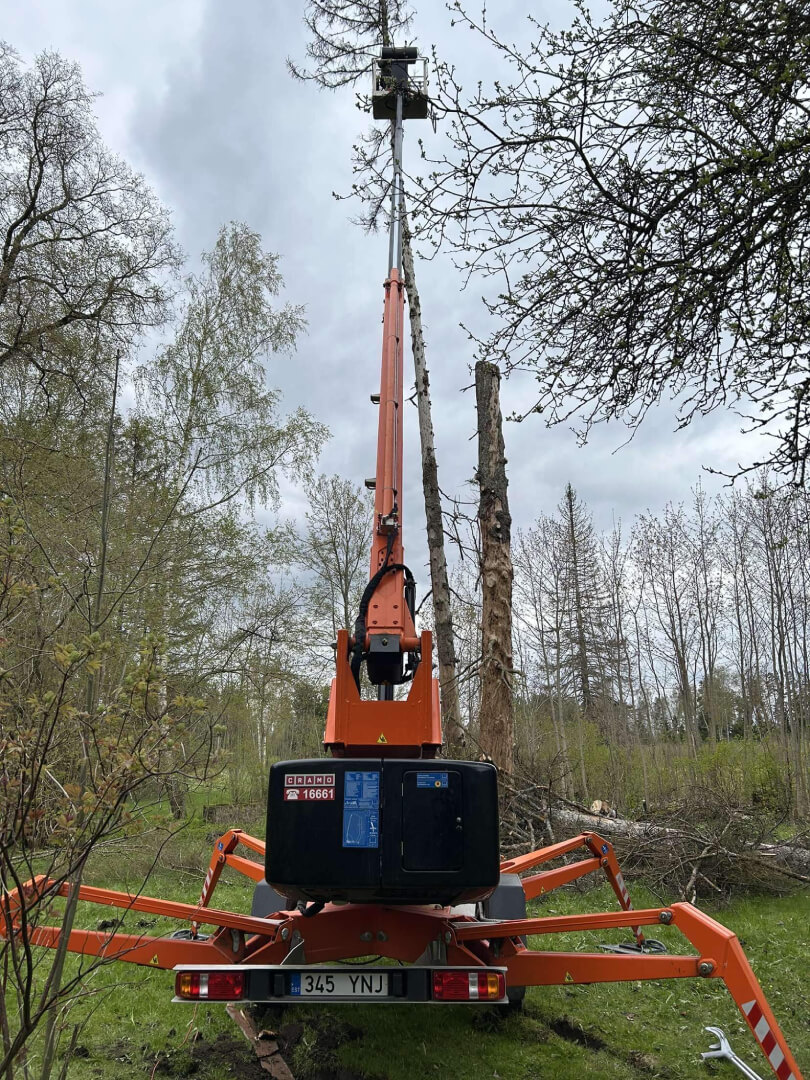 Ohtliku puu langetamise protsess.