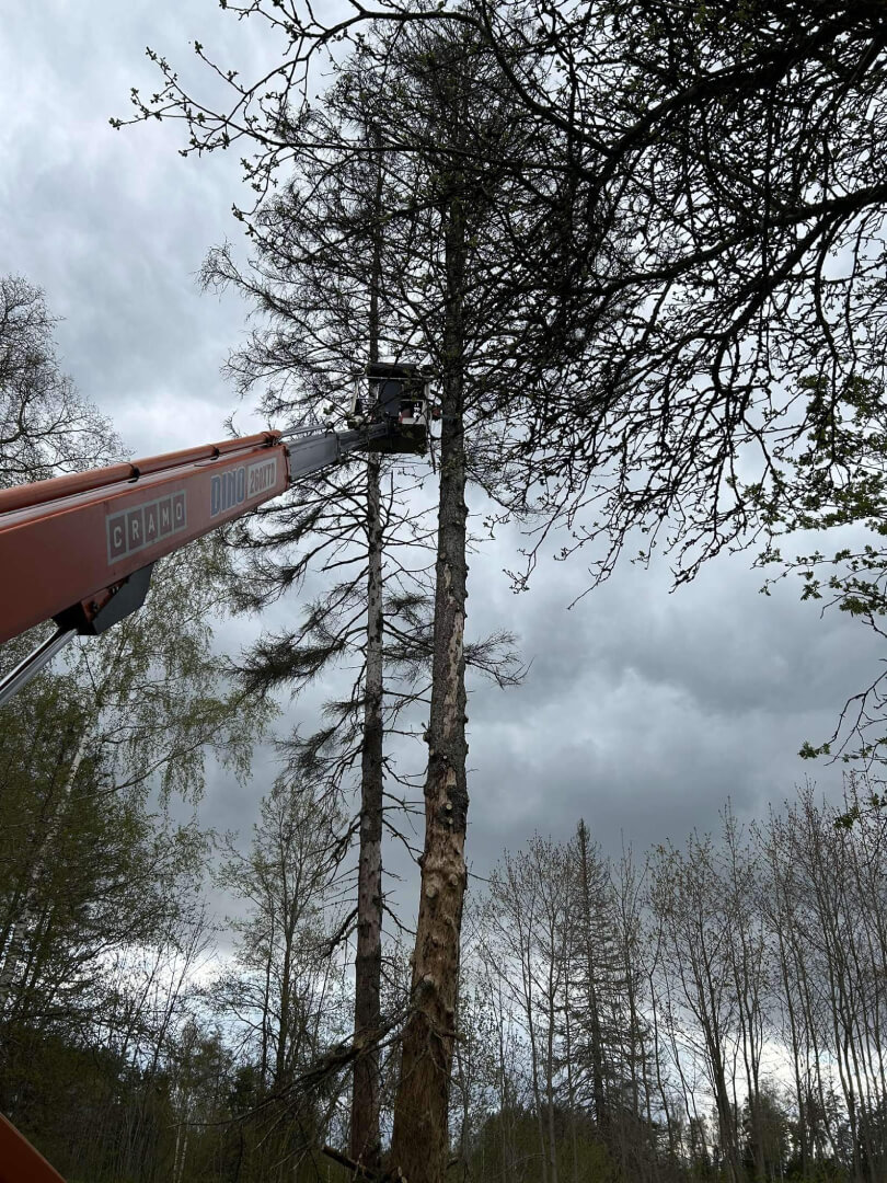 Ohtliku puu langetamise protsess (teine etapp).