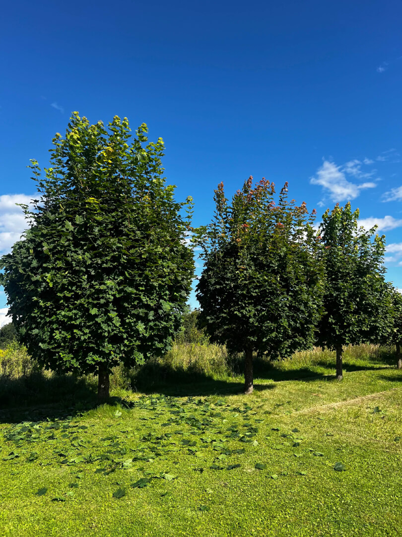 Puude kärpimine enne tööd.